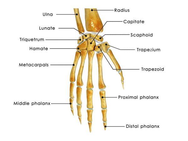 What is a Wrist Sprain?